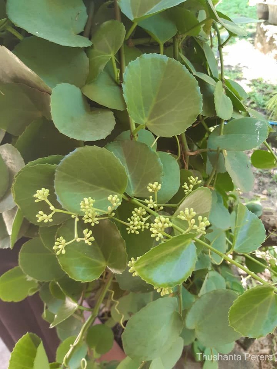 Cissus rotundifolia Vahl